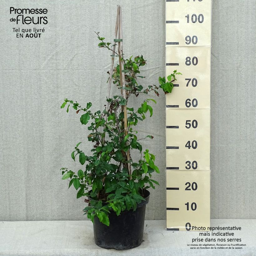 Esemplare di Chaenomeles speciosa Yukigoten - Fior di Pesco Vaso da 7,5L/10L consegnato in estate