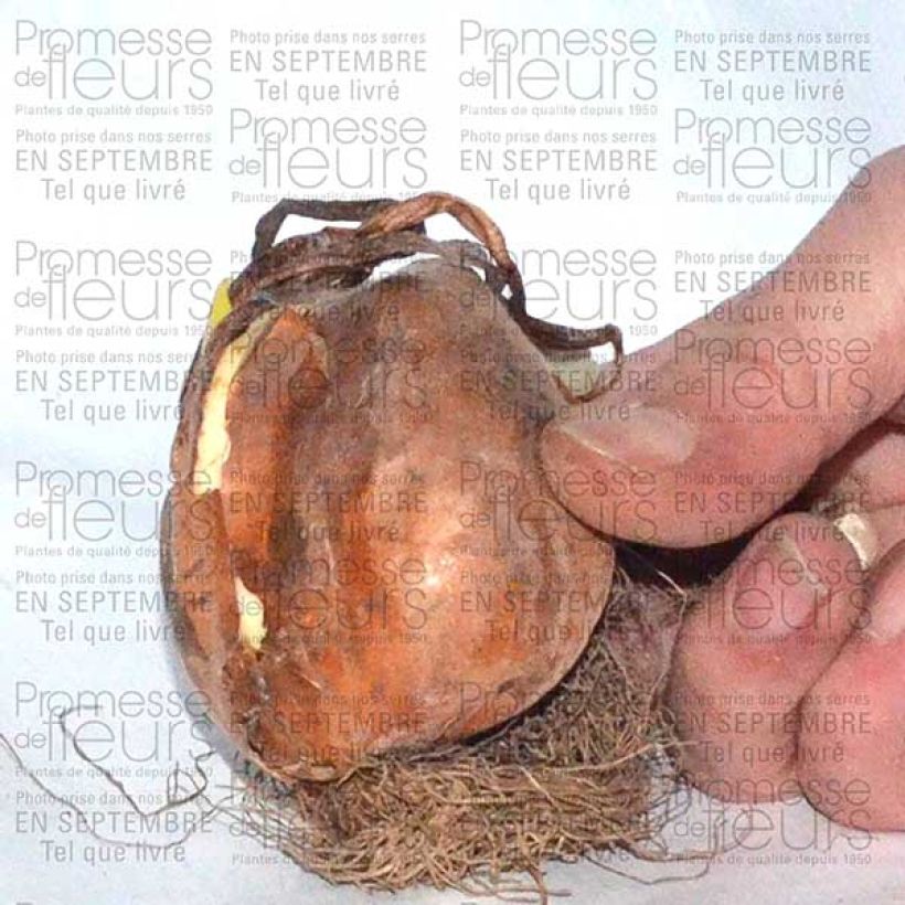 Esempio di esemplare Colchicum autumnale Alboplenum - Colchico d'autunno Bulbo taglia 13+ come consegnato