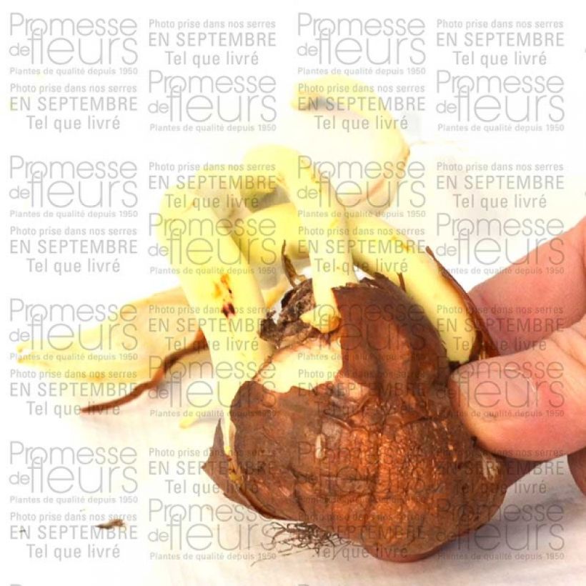 Esempio di esemplare Colchicum autumnale Major - Colchico d'autunno Bulbo taglia 20+ come consegnato