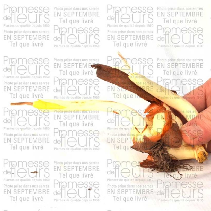 Esempio di esemplare Colchicum cilicicum - Colchico della Cilicia Bulbo taglia 20+ come consegnato