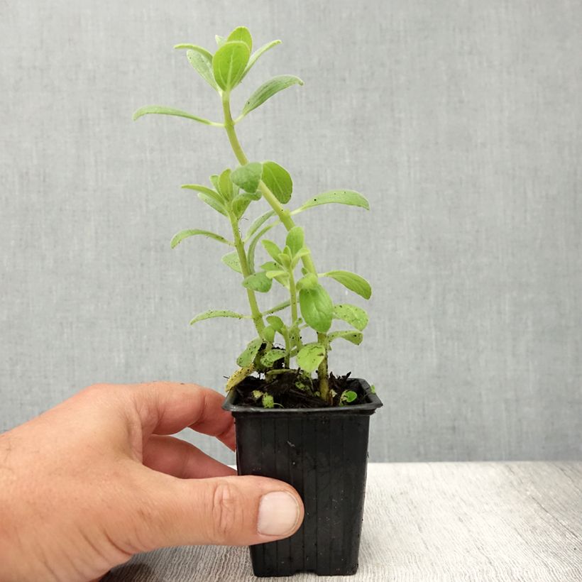 Esemplare di Plectranthus caninus - Pianta scappa via Vasetto da 7/8 cm consegnato in estate