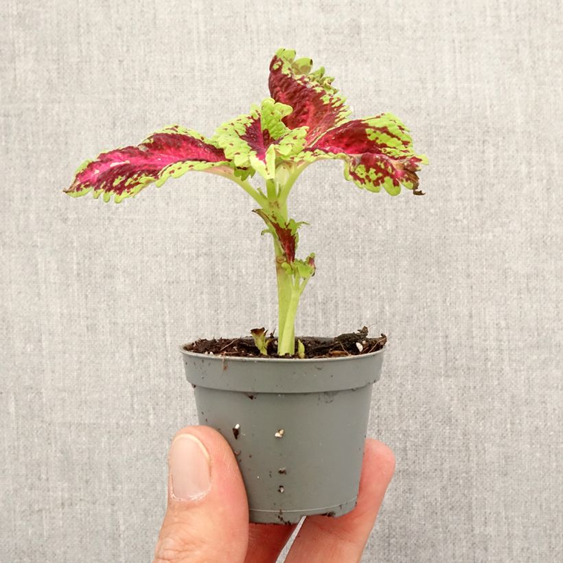 Coleus Le Freak Mini-plante esemplare consegnato in primavera
