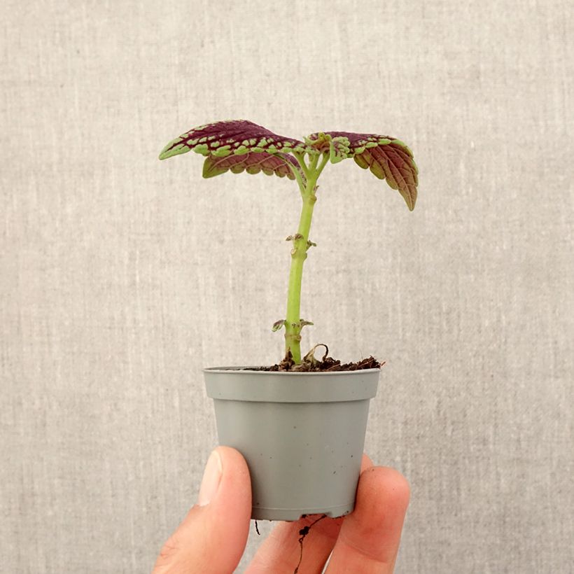 Coleus MS Abbey Road Mini-plante esemplare consegnato in primavera