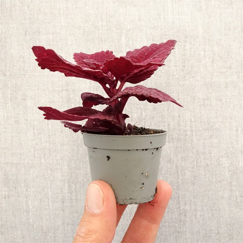 Coleus MS Second Street Mini-plante esemplare consegnato in primavera