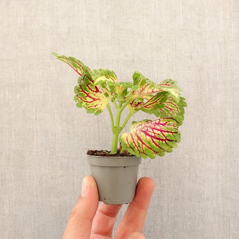 Coleus Spacecake Mini-plante esemplare consegnato in primavera