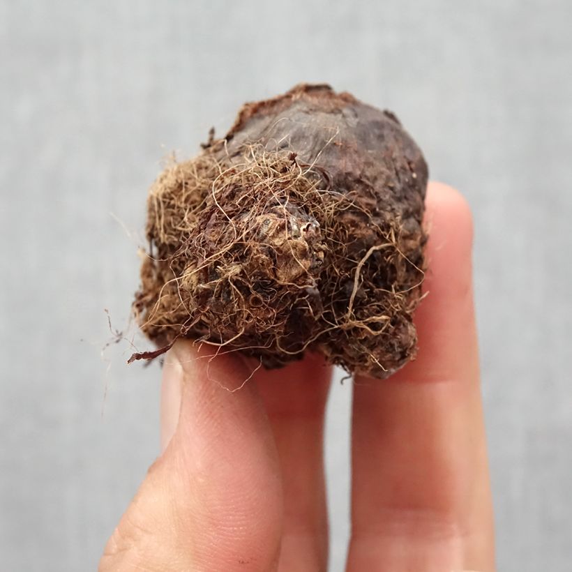 Colocasia Black magic - Taro Bulbo taglia I esemplare consegnato in primavera