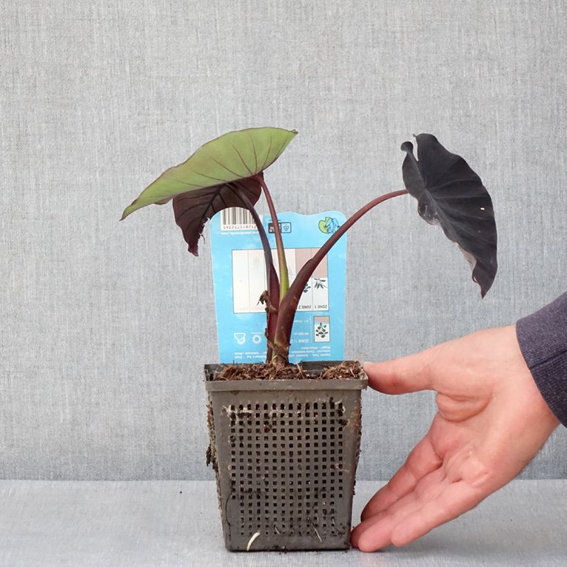 Colocasia Black magic - Taro Vasetto da 8/9 cm esemplare consegnato in primavera