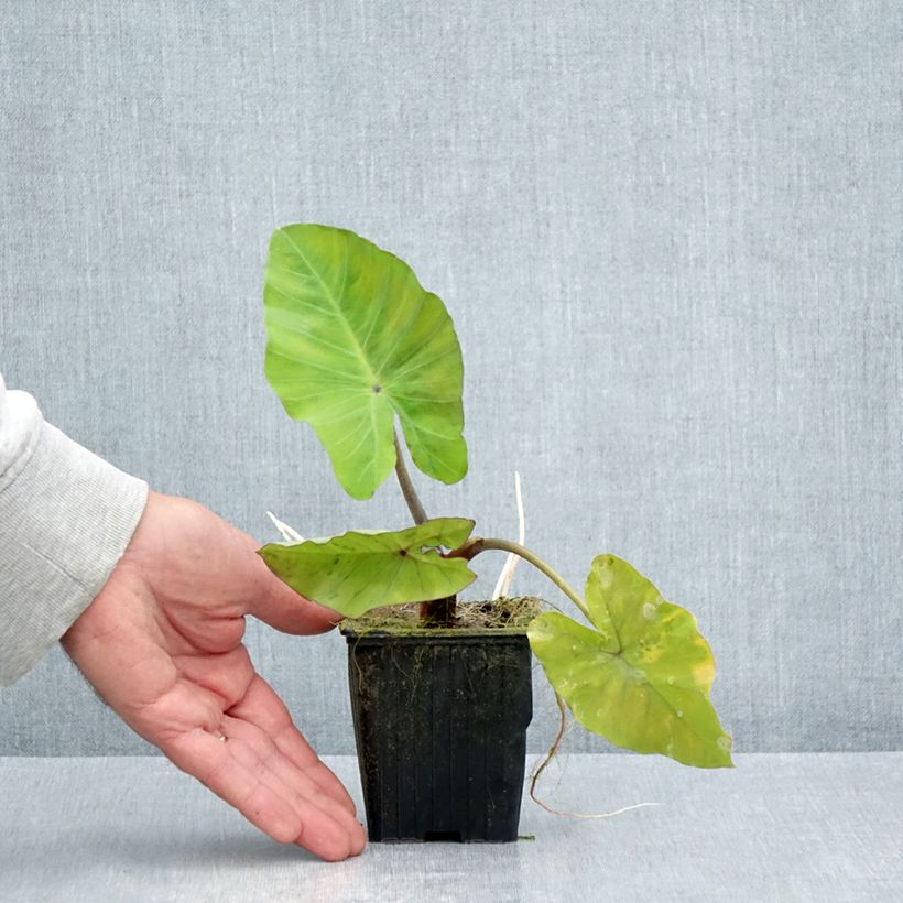 Esemplare di Colocasia Black Stem - Taro Vasetto da 8/9 cm consegnato in estate