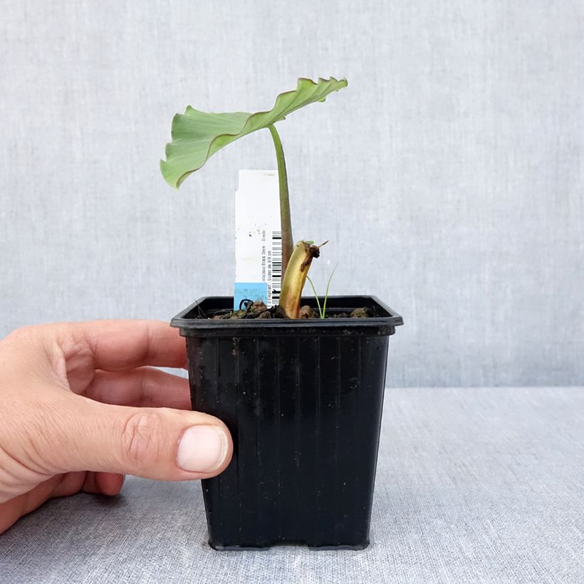 Colocasia Black Stem - Taro Vasetto da 8/9 cm esemplare consegnato in primavera