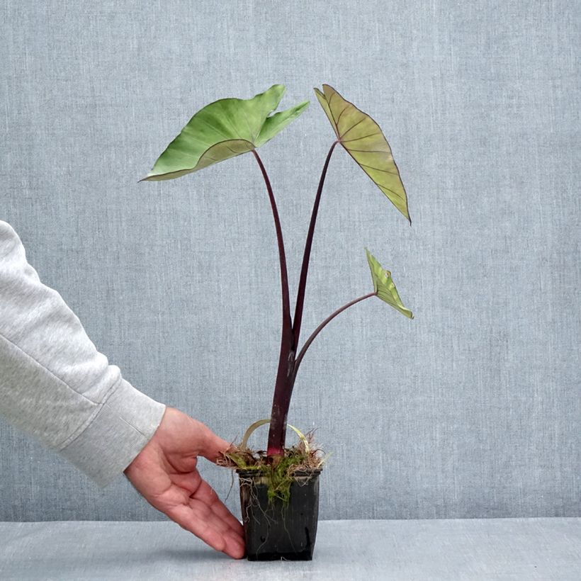 Esemplare di Colocasia esculenta Fontanesii - Taro Vasetto da 8/9 cm consegnato in estate