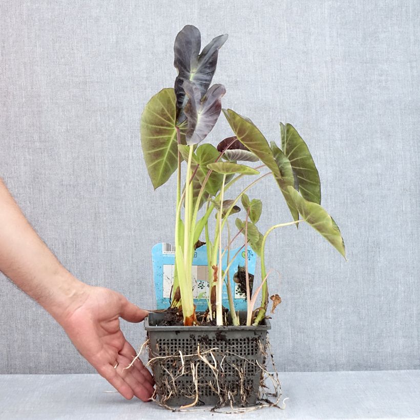 Esemplare di Colocasia esculenta - Taro Vaso da 4L/5L consegnato in estate