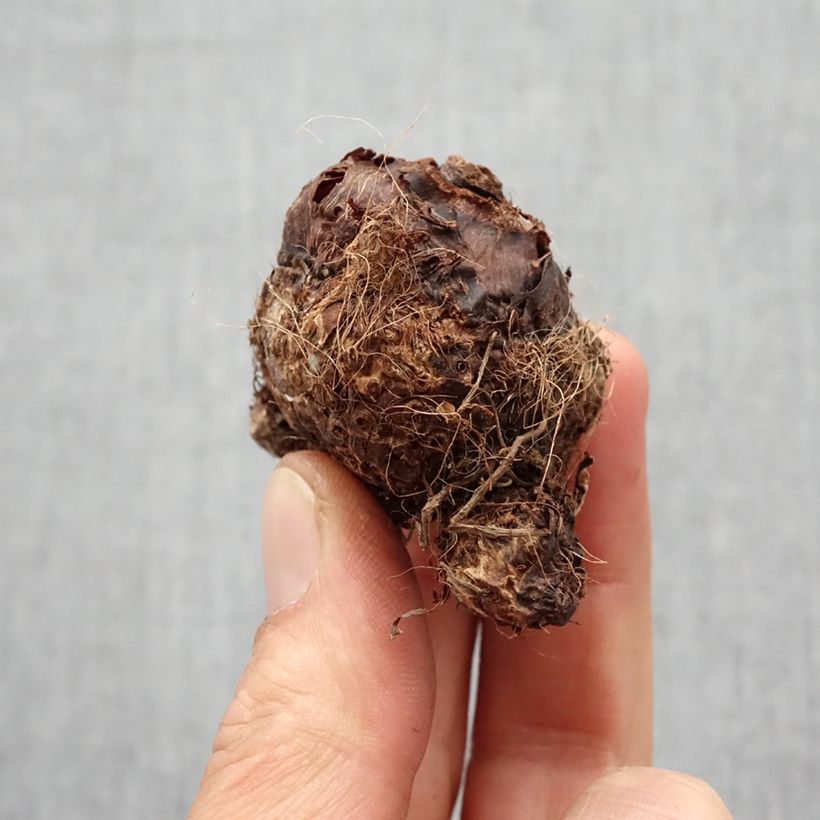 Colocasia Hawaiian Punch - Taro Bulbo taglia I esemplare consegnato in primavera
