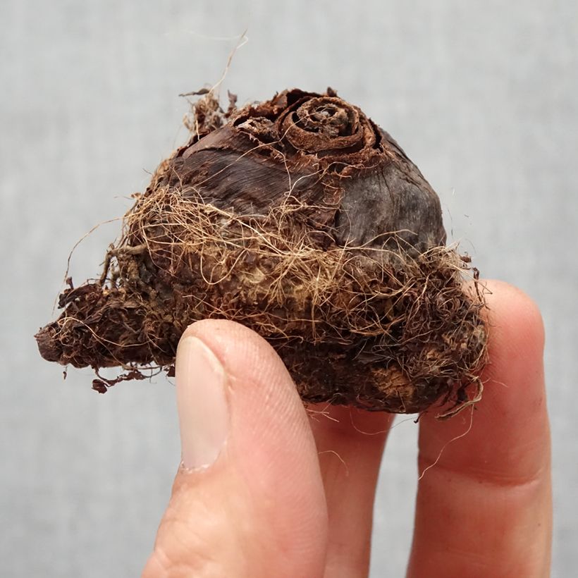 Colocasia Kona Coffee - Taro Bulbo taglia I esemplare consegnato in primavera