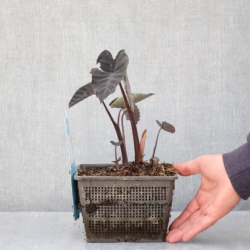 Colocasia Kona Coffee - Taro Vaso da 4L/5L esemplare consegnato in primavera
