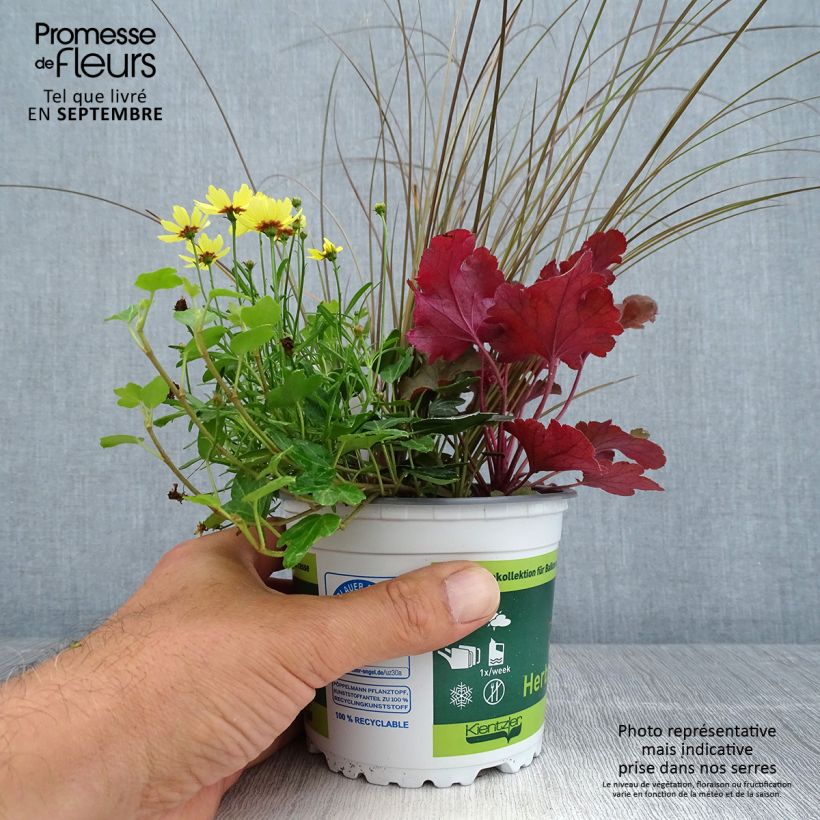 Esemplare di Composizione Piena di Gioia - composizione di 4 piante Vaso da Ø 12 cm / 13 cm come consegnato in autunno