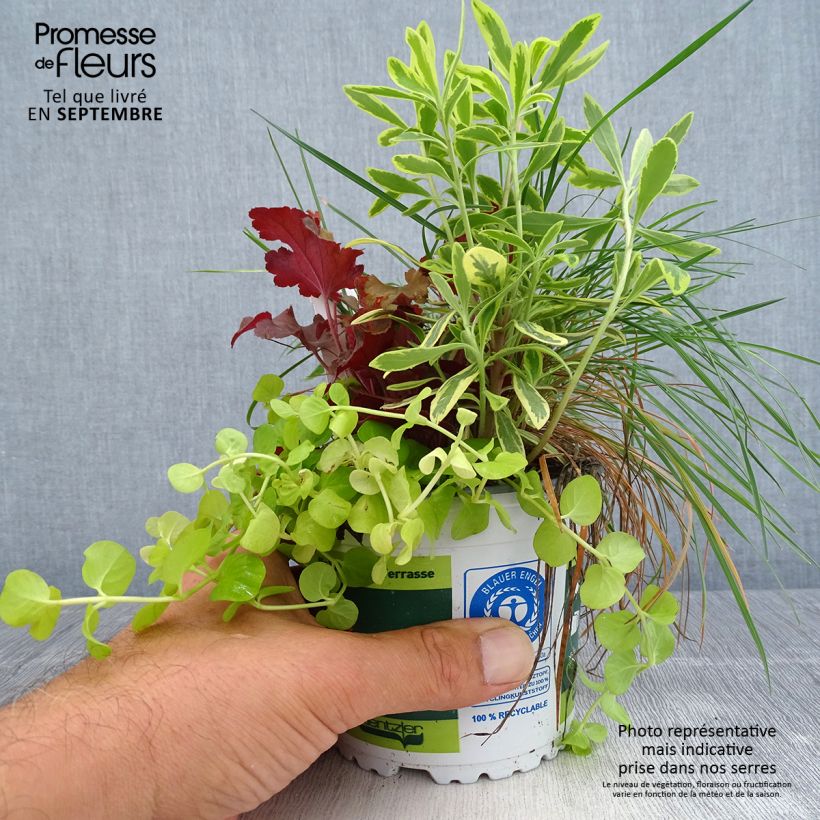 Esemplare di Composizione luce d'autunno - composizione di 4 piante Vaso da Ø 12 cm / 13 cm come consegnato in autunno