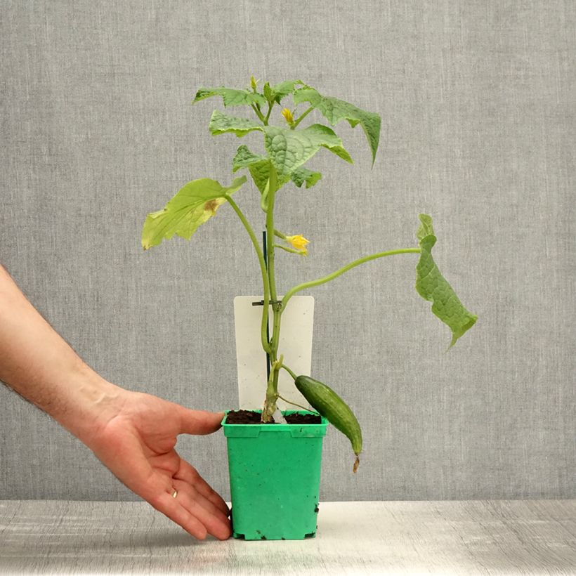 Cetriolo Bella (piante innestate) Vaso da Ø 10 cm/11 cm esemplare consegnato in primavera