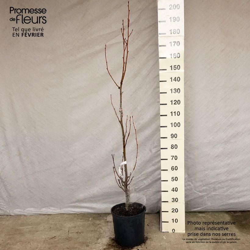 Liquidambar styracyflua Stella - Storace americano Vaso da 12L/15L esemplare consegnato in inverno
