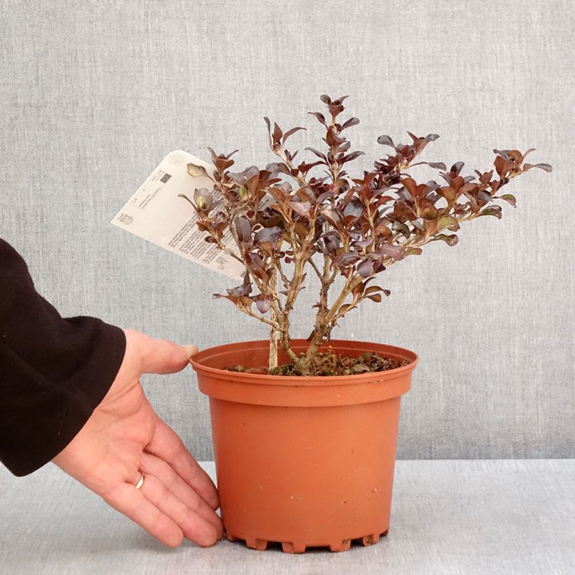 Coprosma Chocolate Soldier - Pianta specchio Vaso da 2L/3L esemplare consegnato in inverno