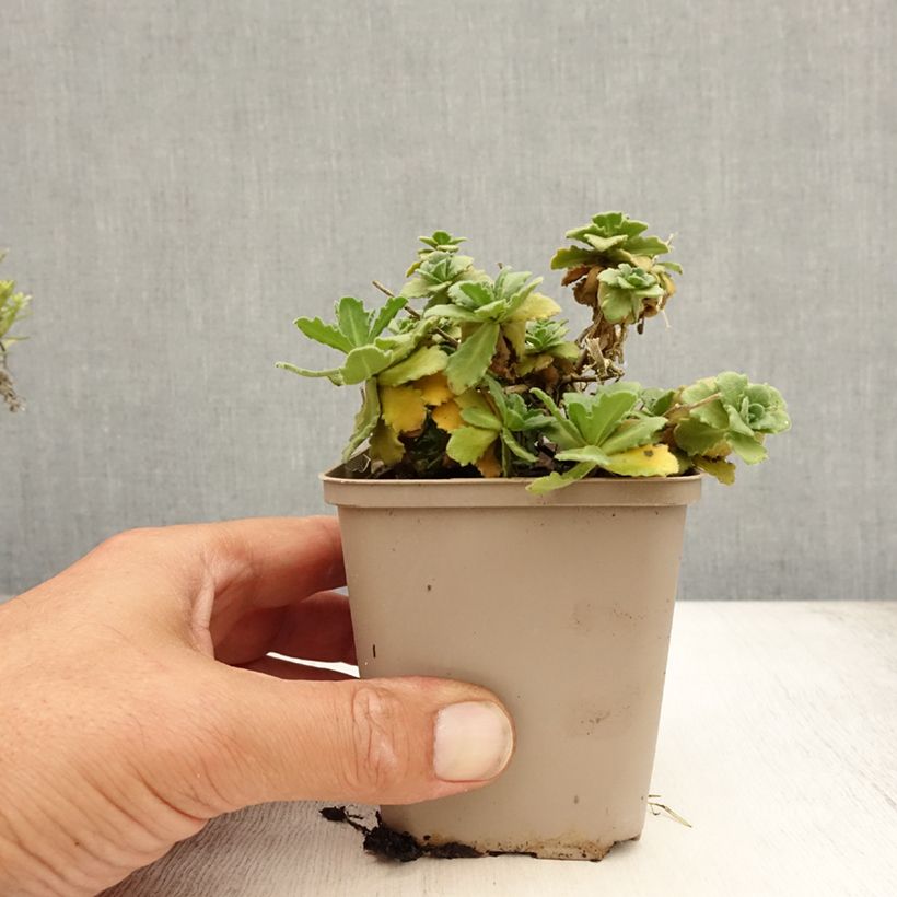 Esemplare di Arabis caucasica Bakkely Vasetto da 8/9 cm consegnato in estate