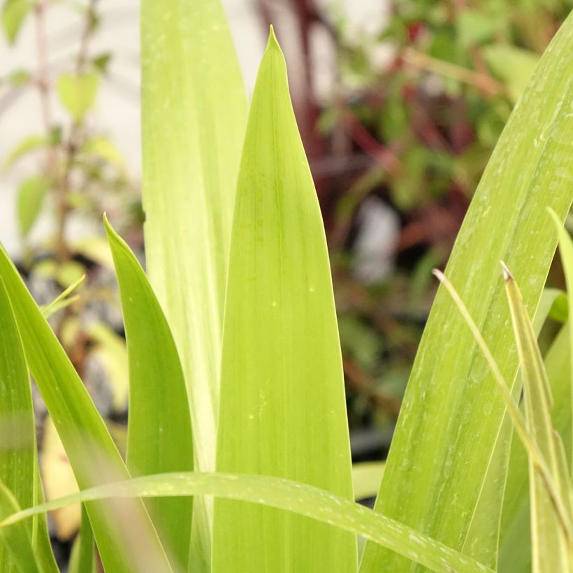 Cordyline australis Emerald Star - Cordiline (Fogliame)