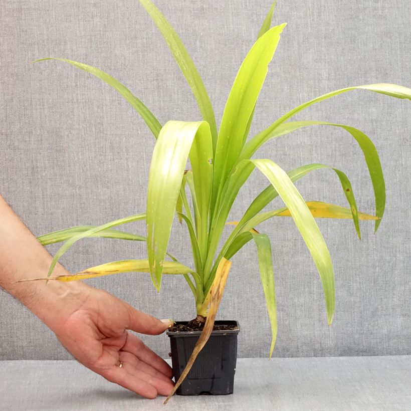 Esemplare di Cordyline australis Emerald Star - Cordiline Vasetto da 8/9 cm consegnato in estate
