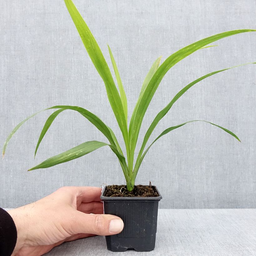 Cordyline australis Emerald Star - Cordiline Vasetto da 8/9 cm esemplare consegnato in primavera
