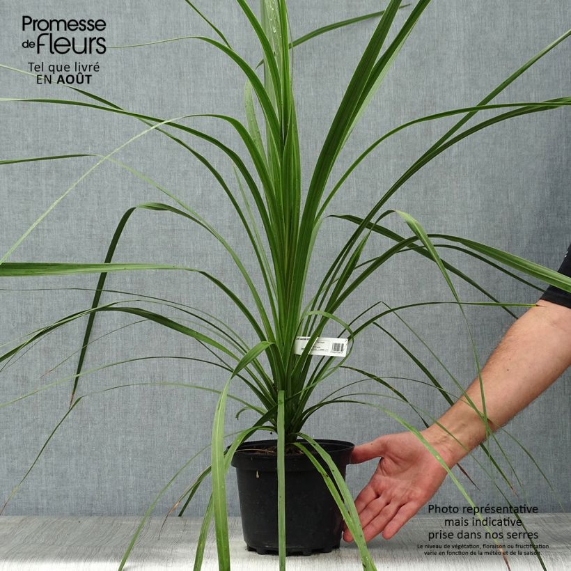 Esemplare di Cordyline australis - Cordiline Vaso da 3L/4L consegnato in estate