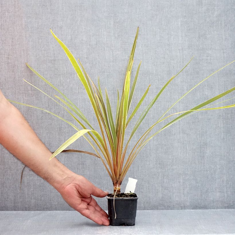 Esemplare di Cordyline australis Fantasy - Cordiline Vasetto da 8/9 cm consegnato in estate