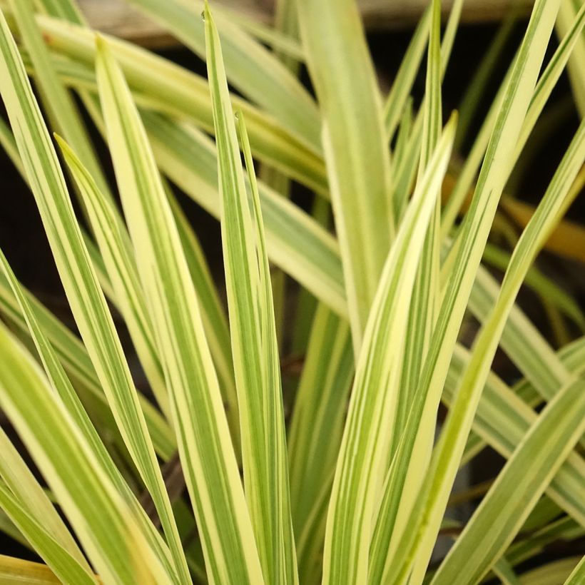 Cordyline australis Lime Passion - Cordiline (Fogliame)