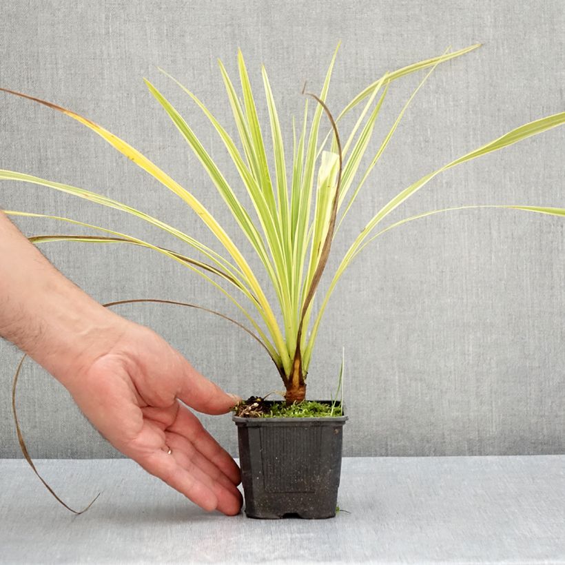 Esemplare di Cordyline australis Lime Passion - Cordiline Vasetto da 8/9 cm consegnato in estate