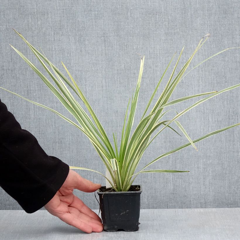 Cordyline australis Lime Passion - Cordiline Vasetto da 8/9 cm esemplare consegnato in primavera