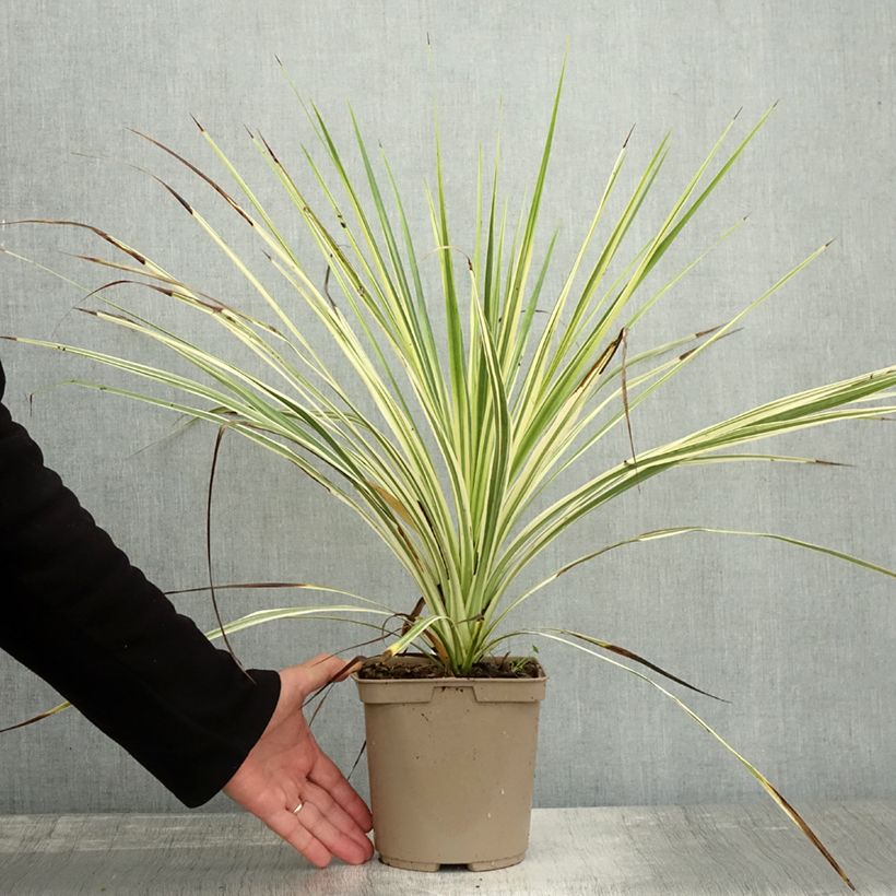 Esemplare di Cordyline australis Lime Passion - Cordiline Vaso da 2L/3L come consegnato in autunno
