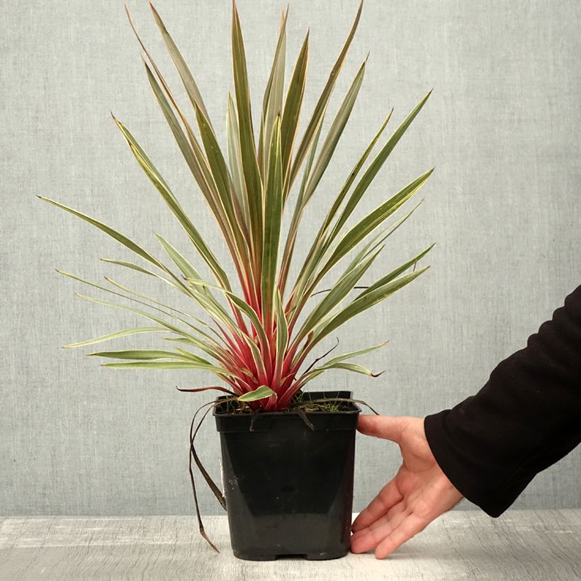 Esemplare di Cordyline australis Magic Star - Cordiline Vaso da 3L/4L come consegnato in autunno