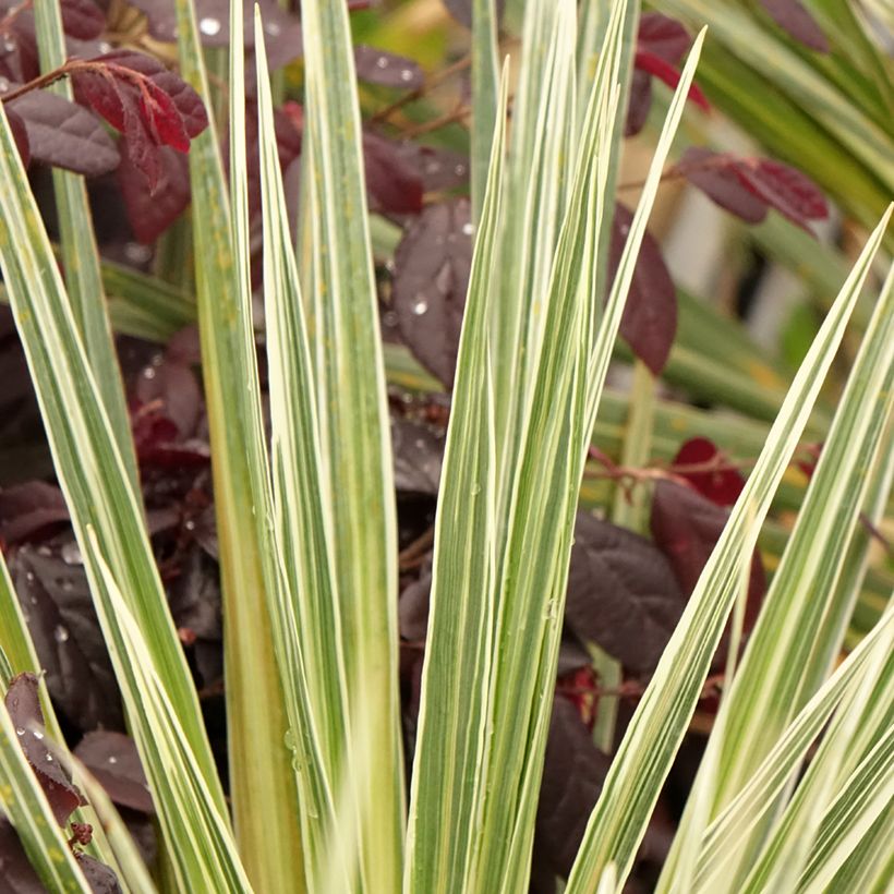 Cordyline australis Pink Champagne - Cordiline (Fogliame)