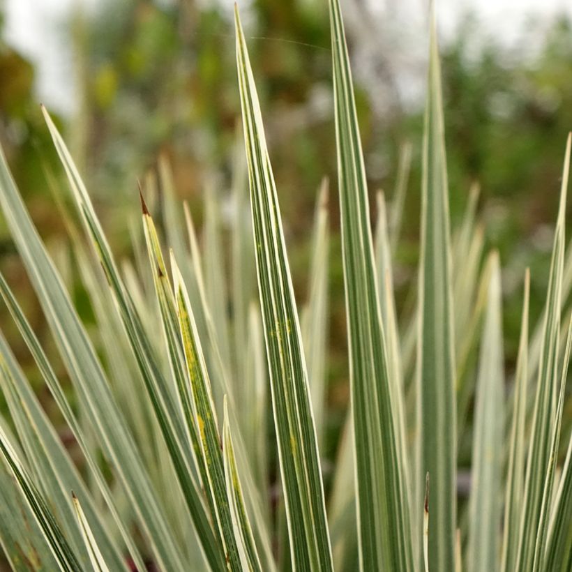 Cordyline australis Pink Champagne - Cordiline (Fogliame)