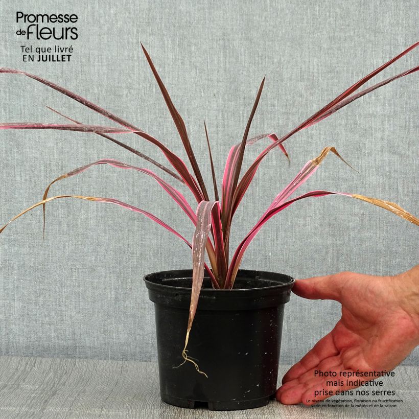 Esemplare di Cordyline australis Southern Splendour - Cordiline Vaso da 2L/3L consegnato in estate