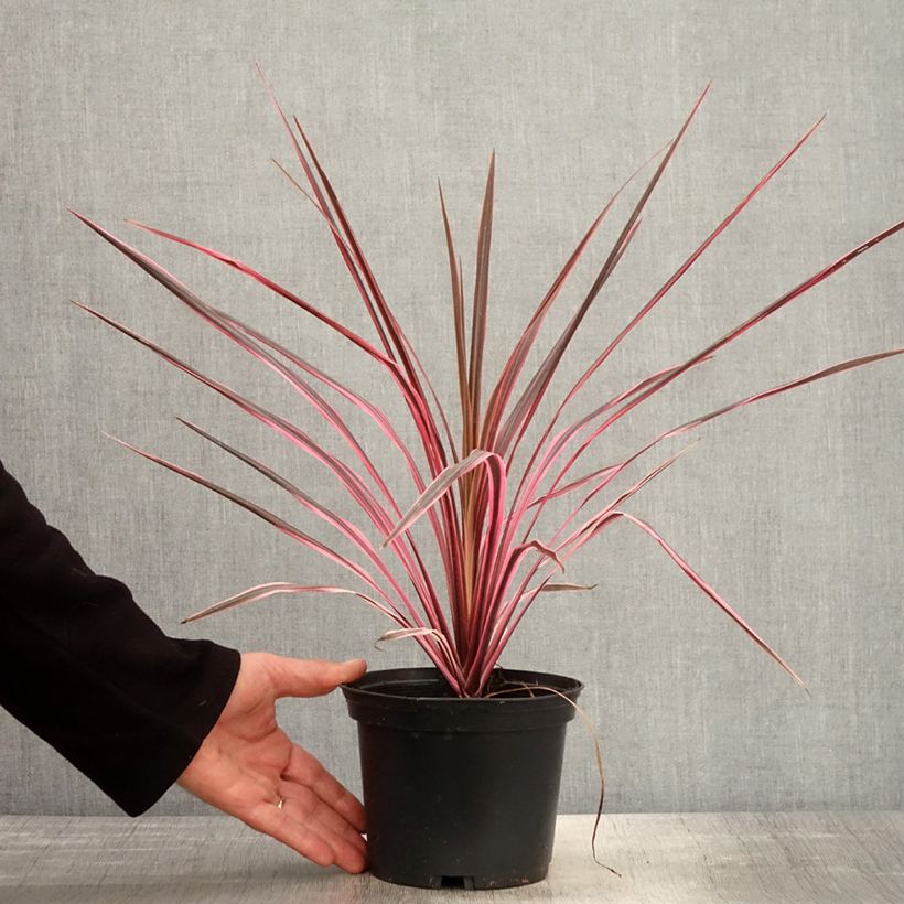 Cordyline australis Southern Splendour - Cordiline Vaso da 2L/3LAltezza consegnata circa 20/30cm esemplare consegnato in primavera