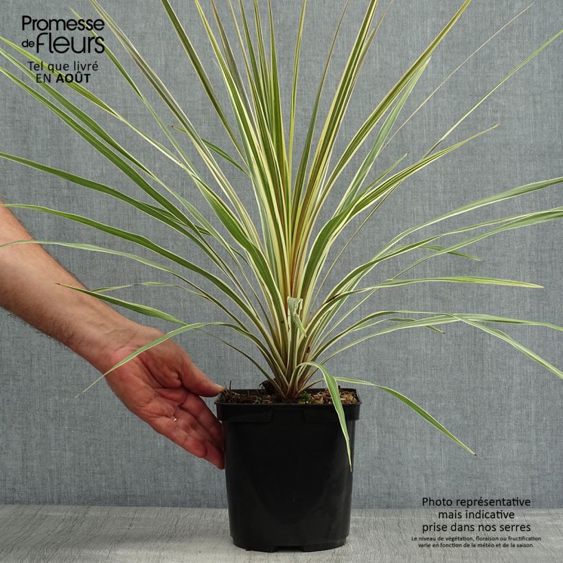 Esemplare di Cordyline australis Torbay Dazzler - Cordiline Vaso da 2L/3L consegnato in estate