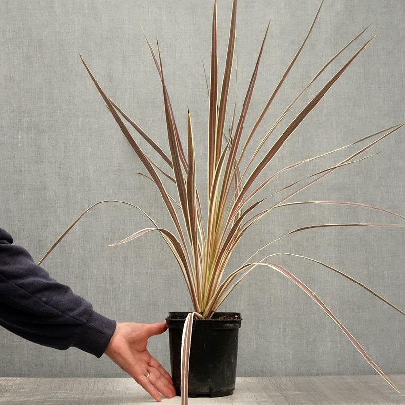 Esemplare di Cordyline banksii Electric Flash - Cordiline Vaso da 3L/4L consegnato in estate
