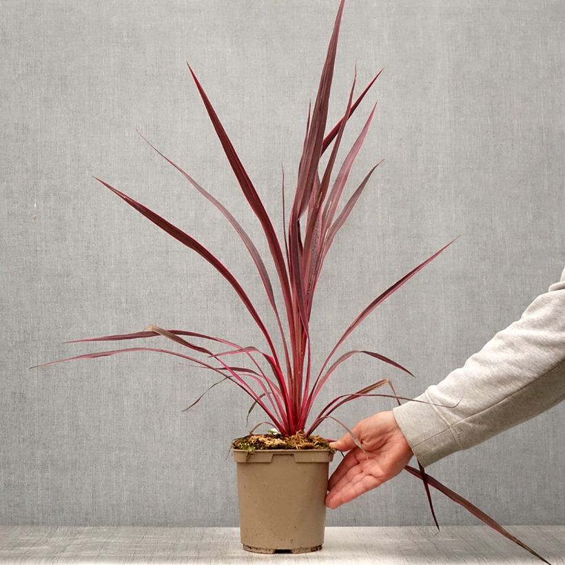 Esemplare di Cordyline banksii Electric Pink - Cordiline Vaso da 3L/4L consegnato in estate