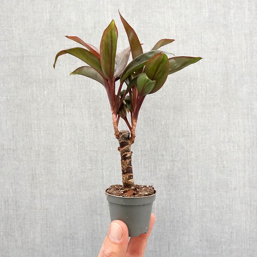 Cordyline fructicosa Purple Compacta - Cordiline Mini-plante esemplare consegnato in primavera