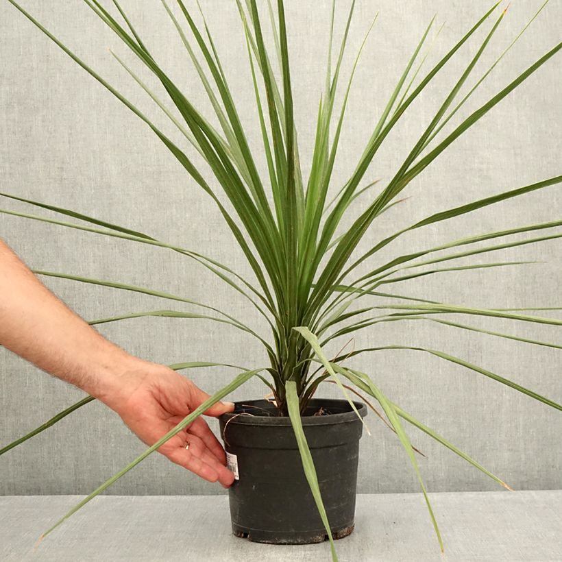 Esemplare di Cordyline indivisa - Cordiline Vaso da 3L/4L consegnato in estate
