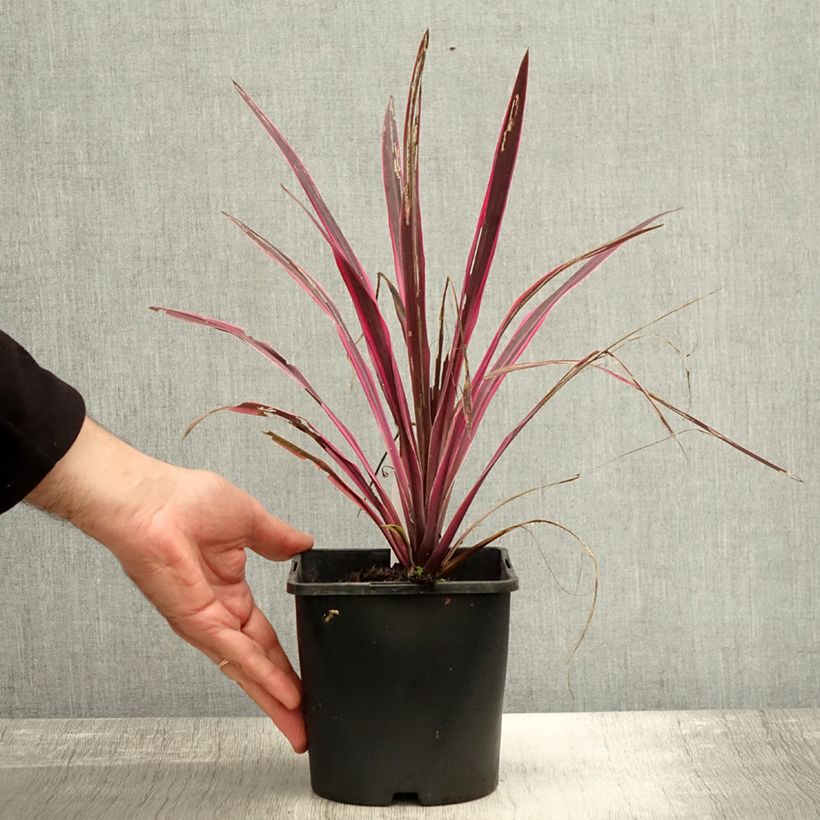 Esemplare di Cordyline Paso Doble - Cordiline Vaso da 1,5L/2L come consegnato in autunno