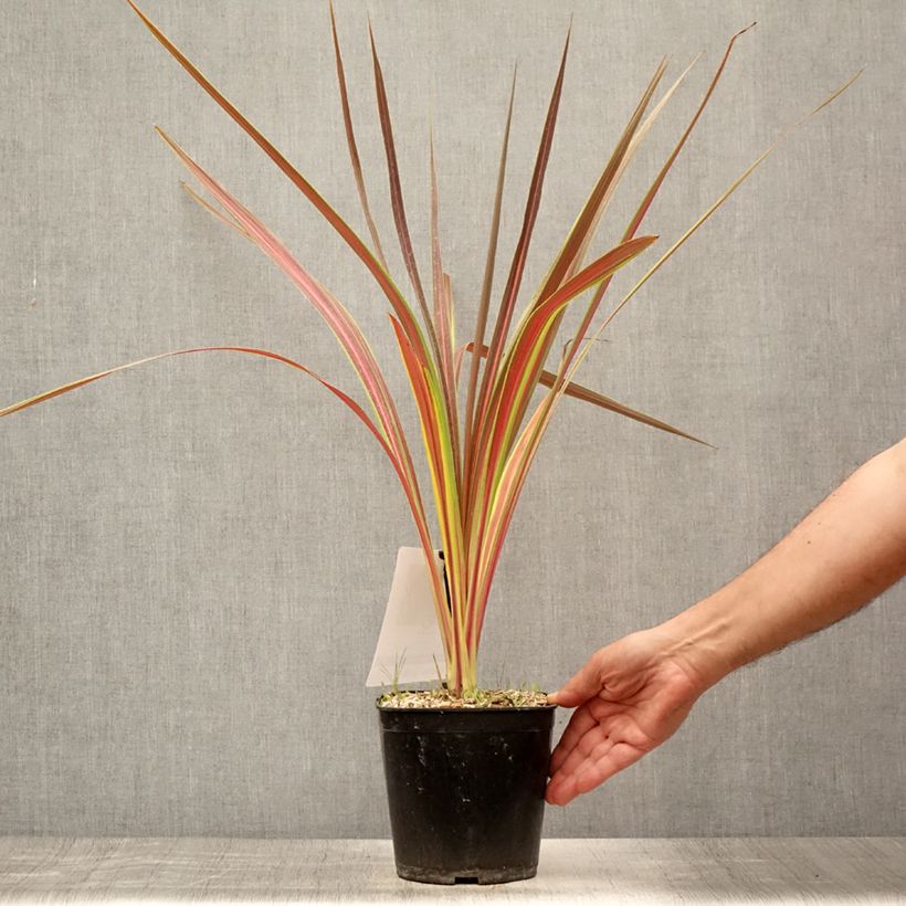 Esemplare di Cordyline banksii Electric Star - Cordiline Vaso da 3L/4L consegnato in estate