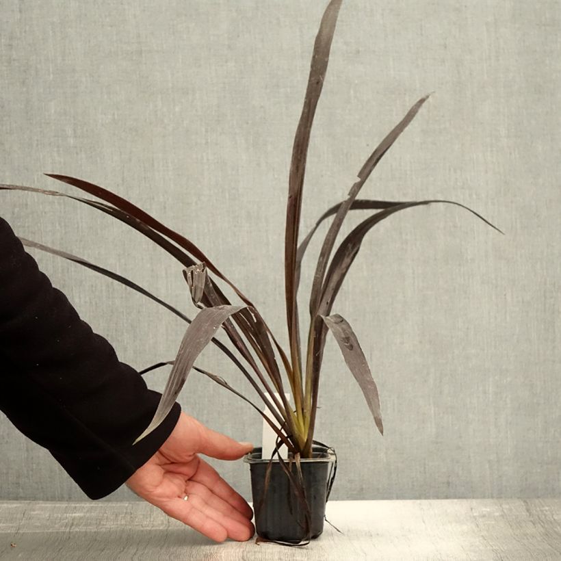 Esemplare di Cordyline banksii Renegade - Cordiline Vasetto da 8/9 cm come consegnato in autunno