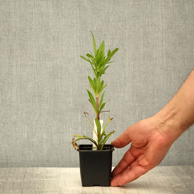 Coreopsis grandiflora Badengold Vasetto da 8/9 cm esemplare consegnato in primavera