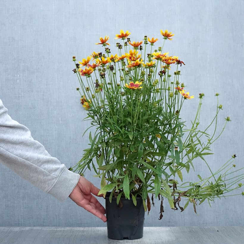 Esemplare di Coreopsis grandiflora Golden Stardust Vaso da 1,5L/2L consegnato in estate