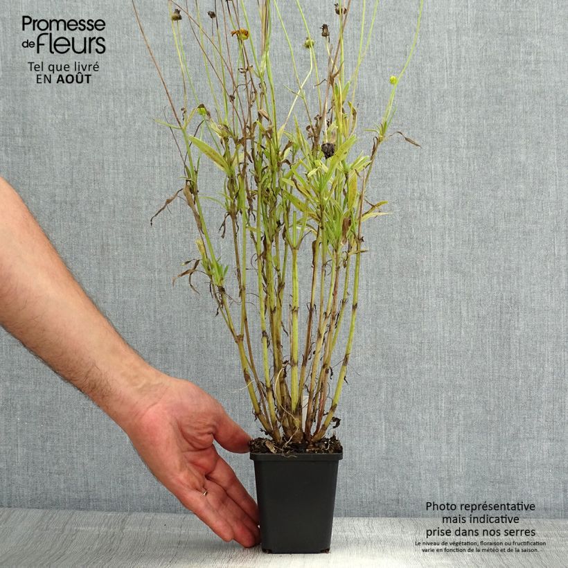 Esemplare di Coreopsis lanceolata Baby Gold Vasetto da 8/9 cm consegnato in estate