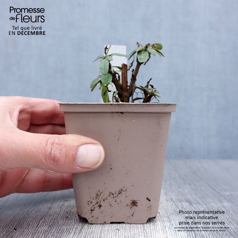 Coreopsis lanceolata Walter Vasetto da 8/9 cm esemplare consegnato in inverno